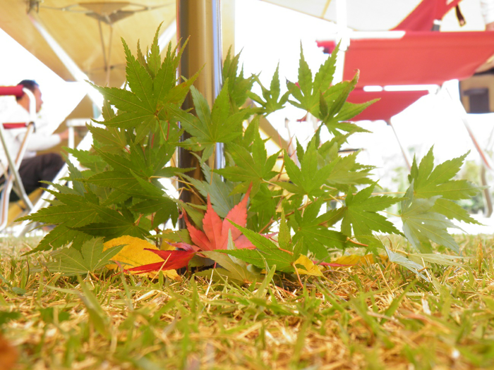 タープの足元に落ちた紅葉した紅葉