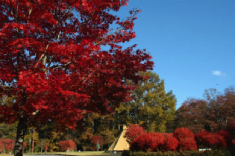 美鈴湖もりの国オートキャンプ場の紅葉