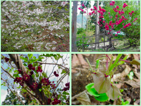 花の森オートキャンピアで楽しむことのできる花々