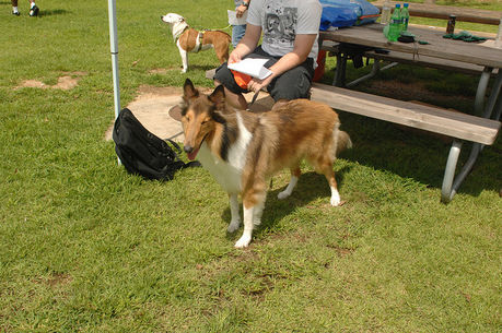 キャンプ場「あっとほーむ」でくつろぐ犬たち