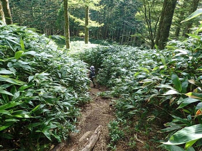 笹薮の道を歩く親子の後ろ姿