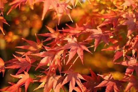紅葉