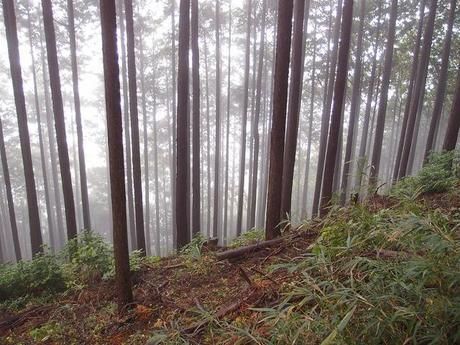 薄暗い登山道