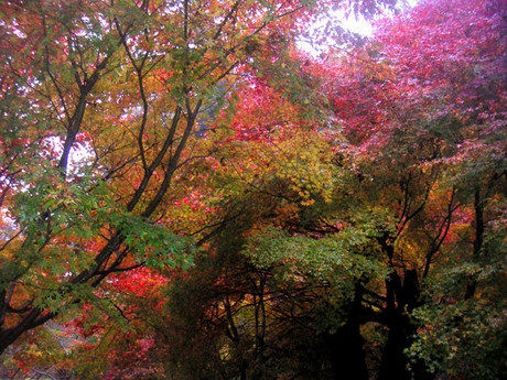 御岳山の紅葉