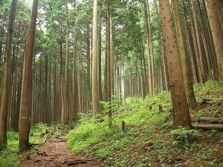 木々の生い茂る山道