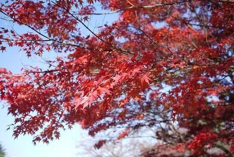 紅葉