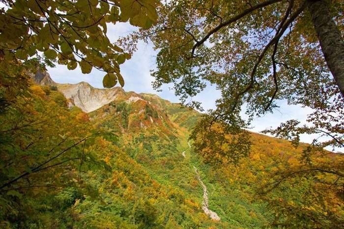 紅葉が生い茂る山の写真