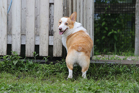 Field Dogs Gardenで犬が振り返ってこちらを見ている様子