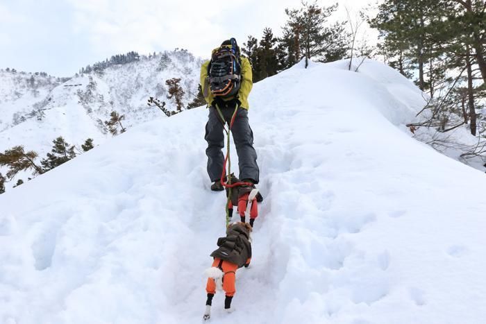 犬と共に雪山を歩く人