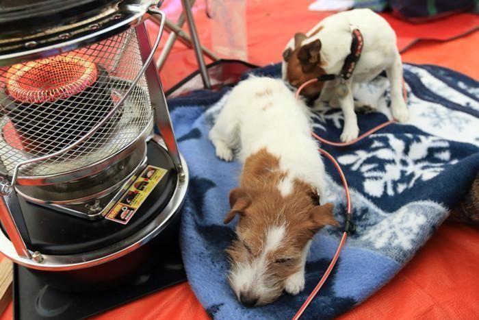 ヒーターの前で温まる犬達