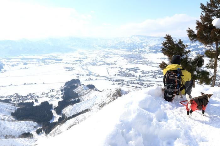 雪山の山頂から街を眺める人とその横にいる犬