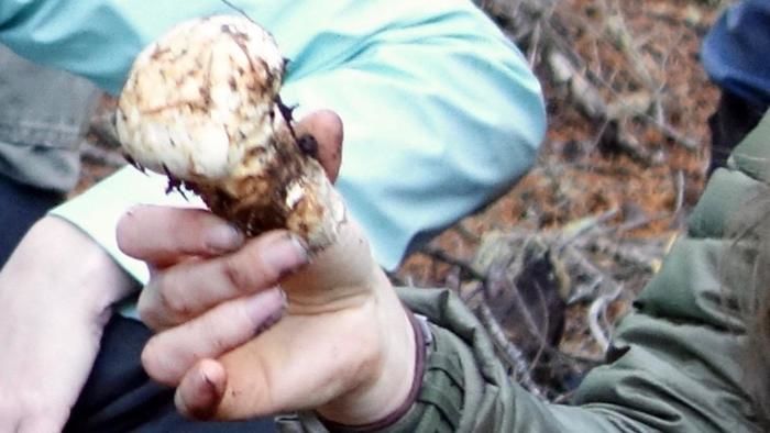 ガイドが地面から松茸を取り出した様子