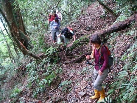 草の生い茂る山道ハイキングの様子