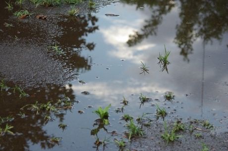 水たまり