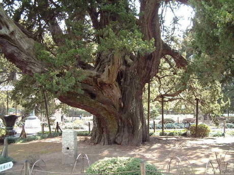 建長寺の柏槙の木