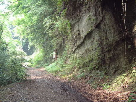 朝比奈切通しハイキングコースの山道