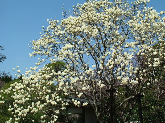 祇園山ハイキングコースの花