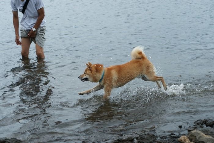 湖で遊ぶ犬