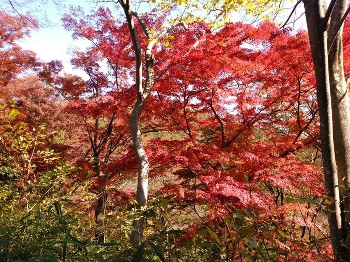嵐山渓谷の紅葉