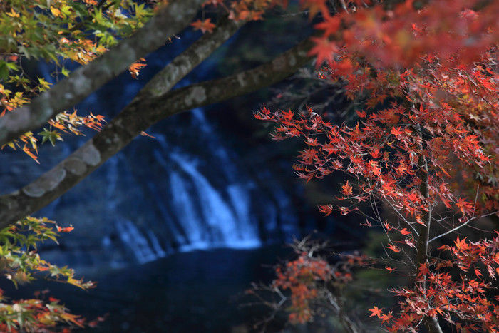 養老渓谷の紅葉