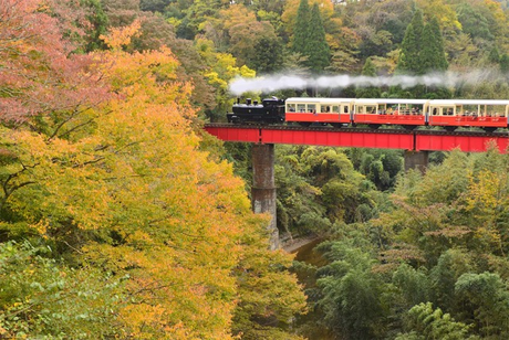 紅葉の中の鉄橋を渡る小湊鐵道