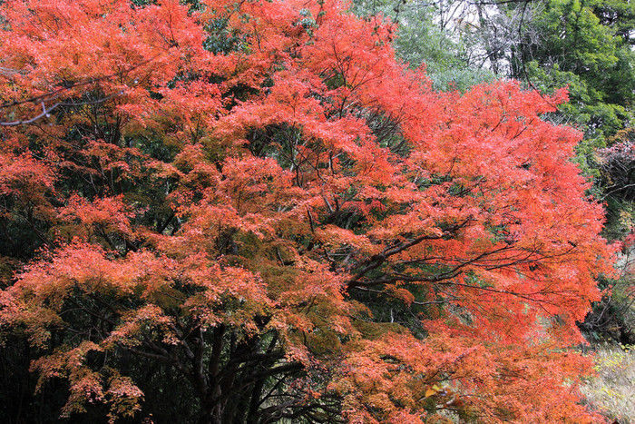 ハイキングコースの鮮やかな紅葉