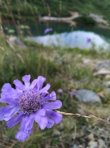 紫色の美しい山野草