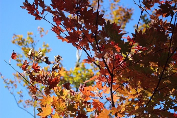 空を背景に下から見上げる紅葉