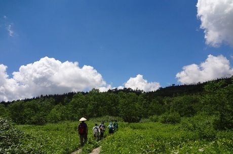 栂池自然園の木道