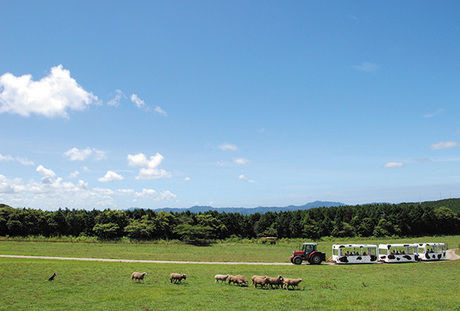 マザー牧場の風景