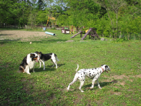 ドックランで遊ぶ犬たち