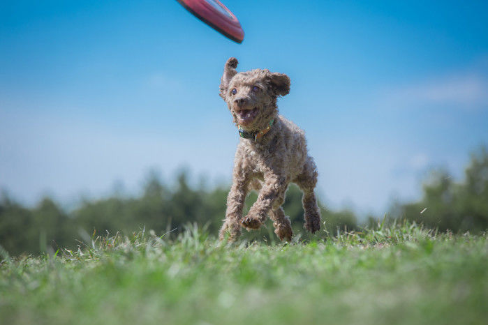 フリスビーを追いかける犬