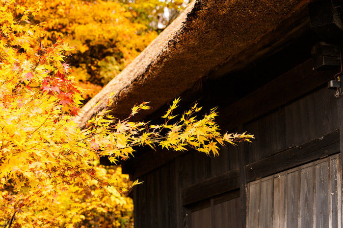 筑波山ホテル青木屋の紅葉