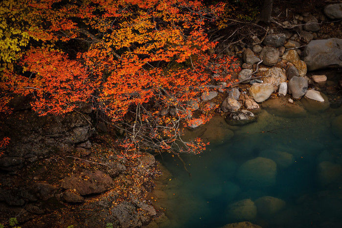 池の映る紅葉