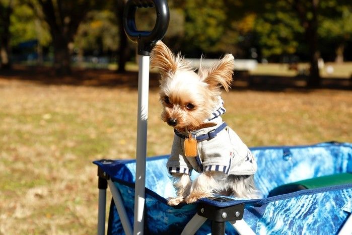 キャリーカートに犬を乗せて