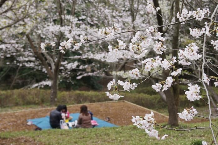 手賀の丘公園の桜の写真