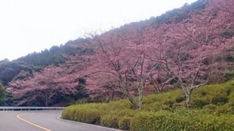 嵐山・高尾パークウェイの桜の木々