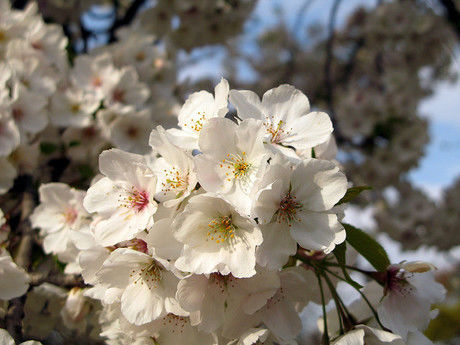 桜の花びらの写真