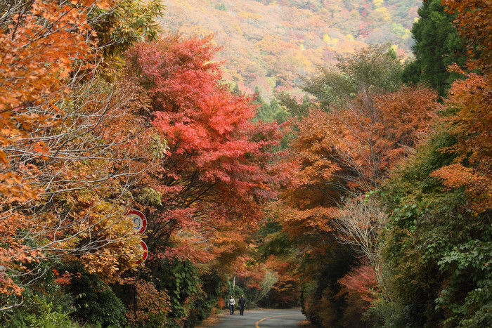 久住高原オートビレッジの紅葉