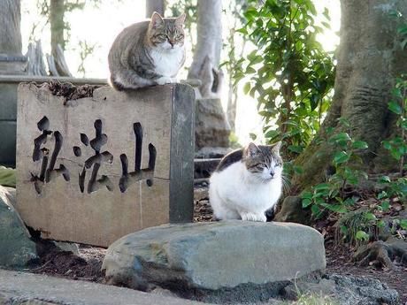 弘法山の階段状の道と猫