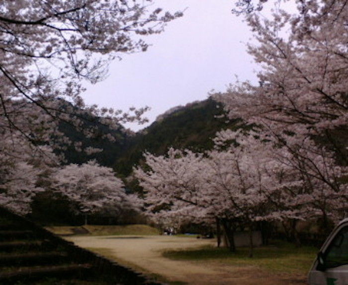 鳥取池緑地・桜の園 満開の桜