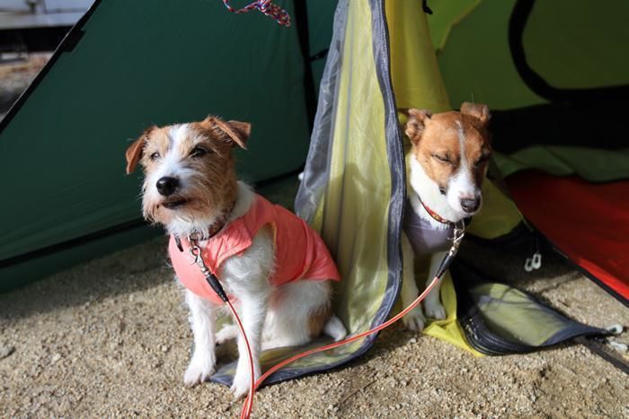 テントの中の2匹の犬