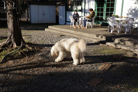 犬を遊ばせられるテラス