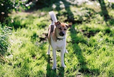 自然の中でしっぽをふる犬