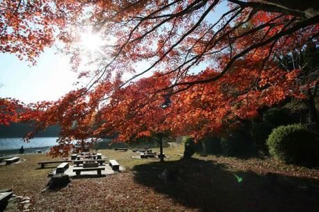 紅葉が楽しめる嵐山・高雄パークウェイのバーベキューサイト