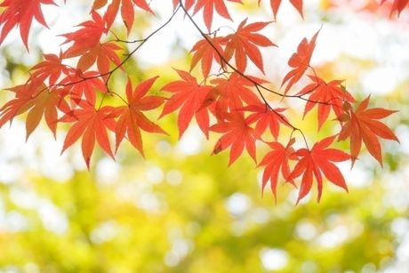 紅葉した葉っぱ