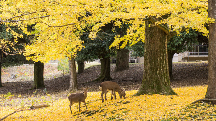 奈良公園の紅葉したイチョウと鹿