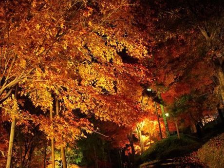 最上川公園の紅葉したもみじ山