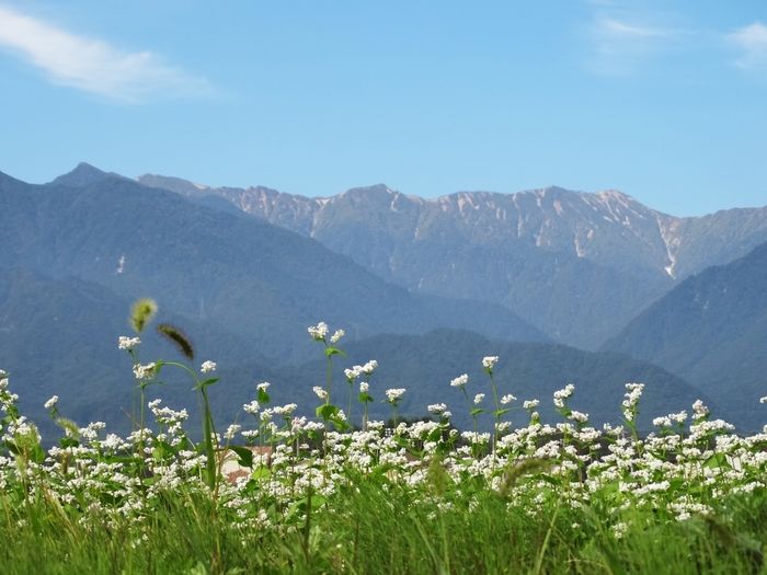 たくさんの小さな白い花とそこから見える山