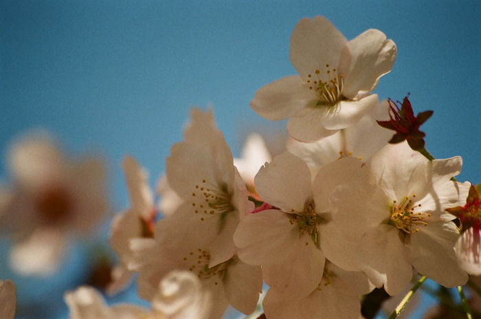 桜の花弁の画像